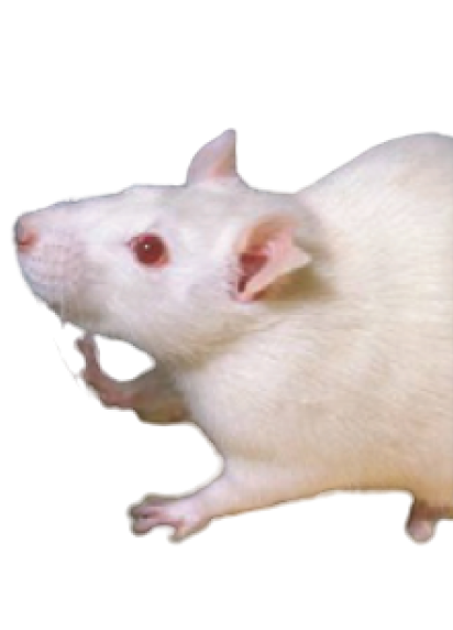white-mouse